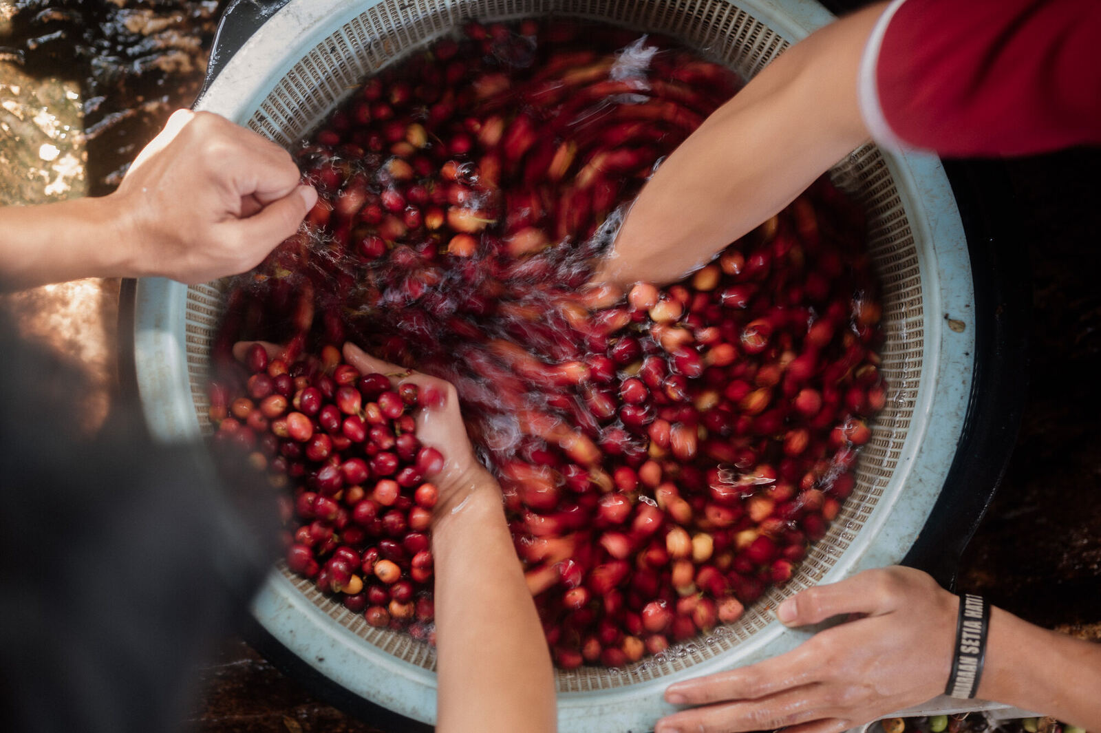 Traditional coffee washing process